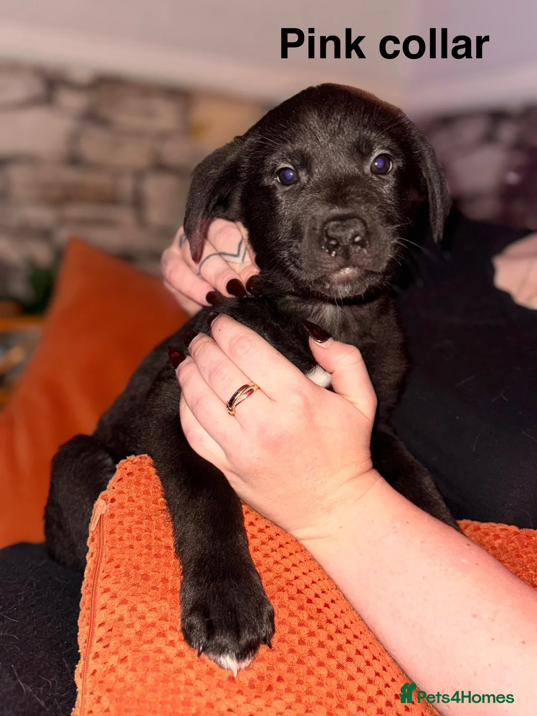 Mixed Breed dogs for sale: Labrakita - Advert 2