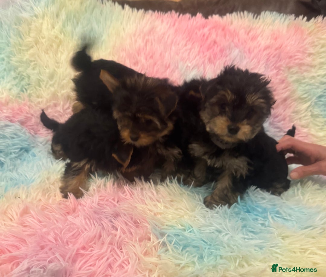 Yorkshire Terrier dogs for sale: Yorkshire terrier puppies  - Advert 8