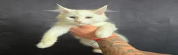 Maine Coon cats for sale: Ready now-Tica Maine Coon Kittens  - Advert 3