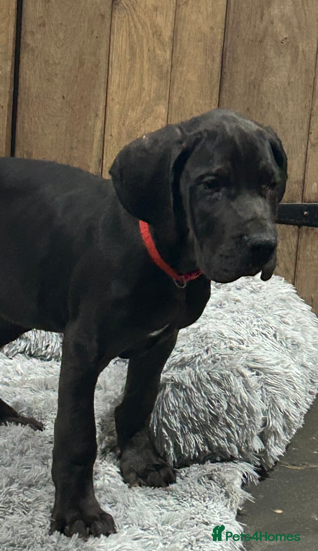 Great Dane dogs for sale: Stunning Great Dane Puppies, 4th generation  - Advert 4