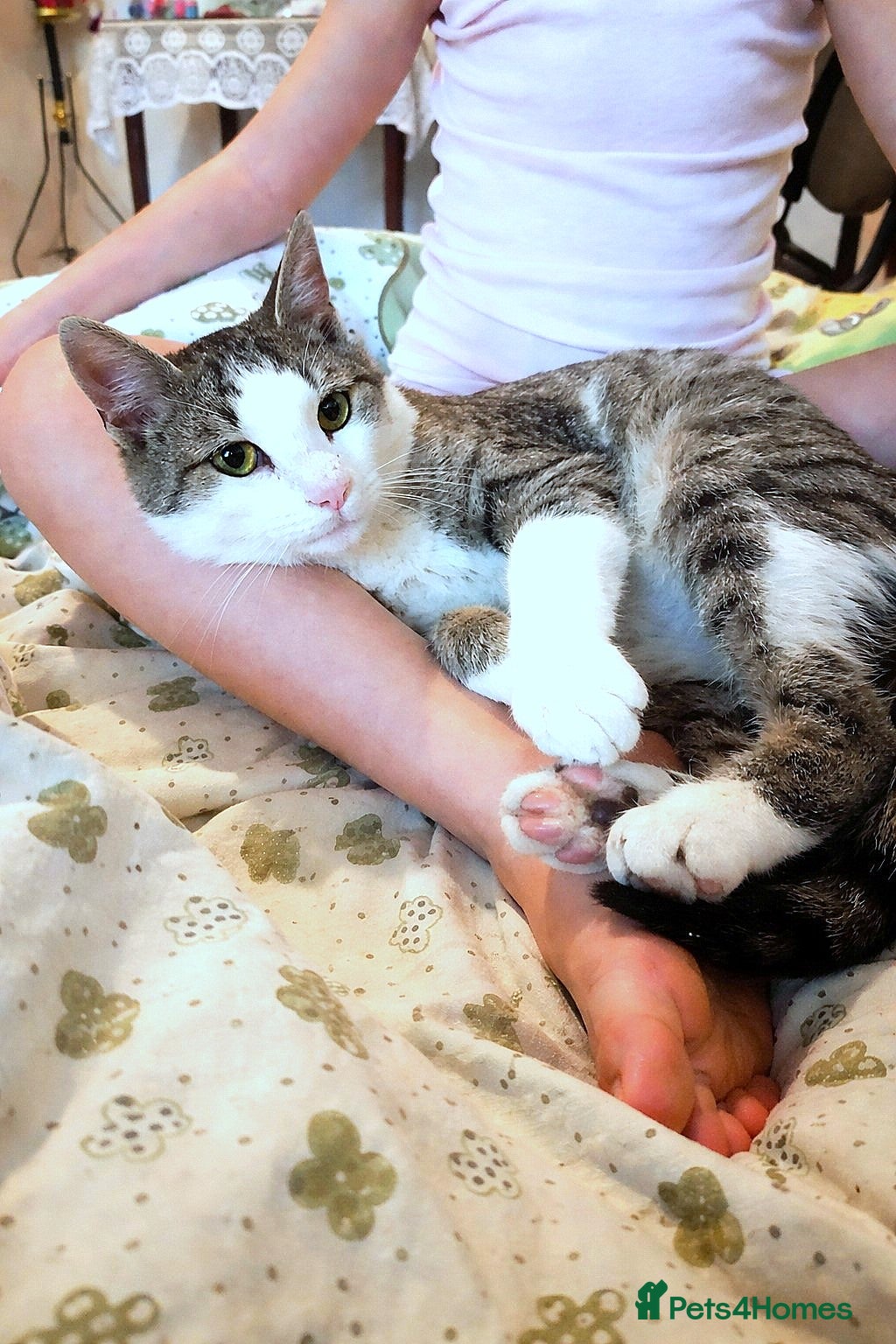 Mixed Breed cats TOMMY -a very friendly boy who needs a Loving Home - Advert 2