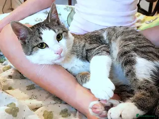 Mixed Breed cats TOMMY -a very friendly boy who needs a Loving Home - Advert 2