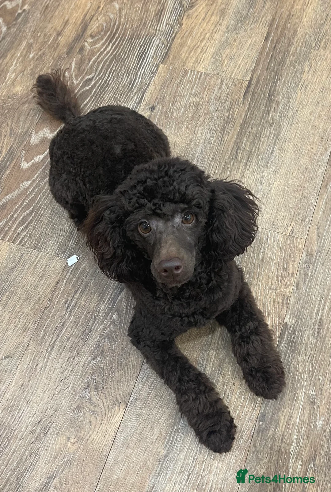 Toy Poodle dogs for stud: Beautiful rich chocolate toy poodle. dna clear.  in Cardiff - Advert 5