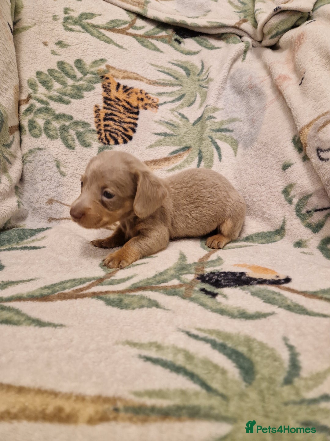 Miniature Dachshund dogs for sale: ⭐️🌈Beautiful miniature dachshunds🌈⭐️ - Advert 7
