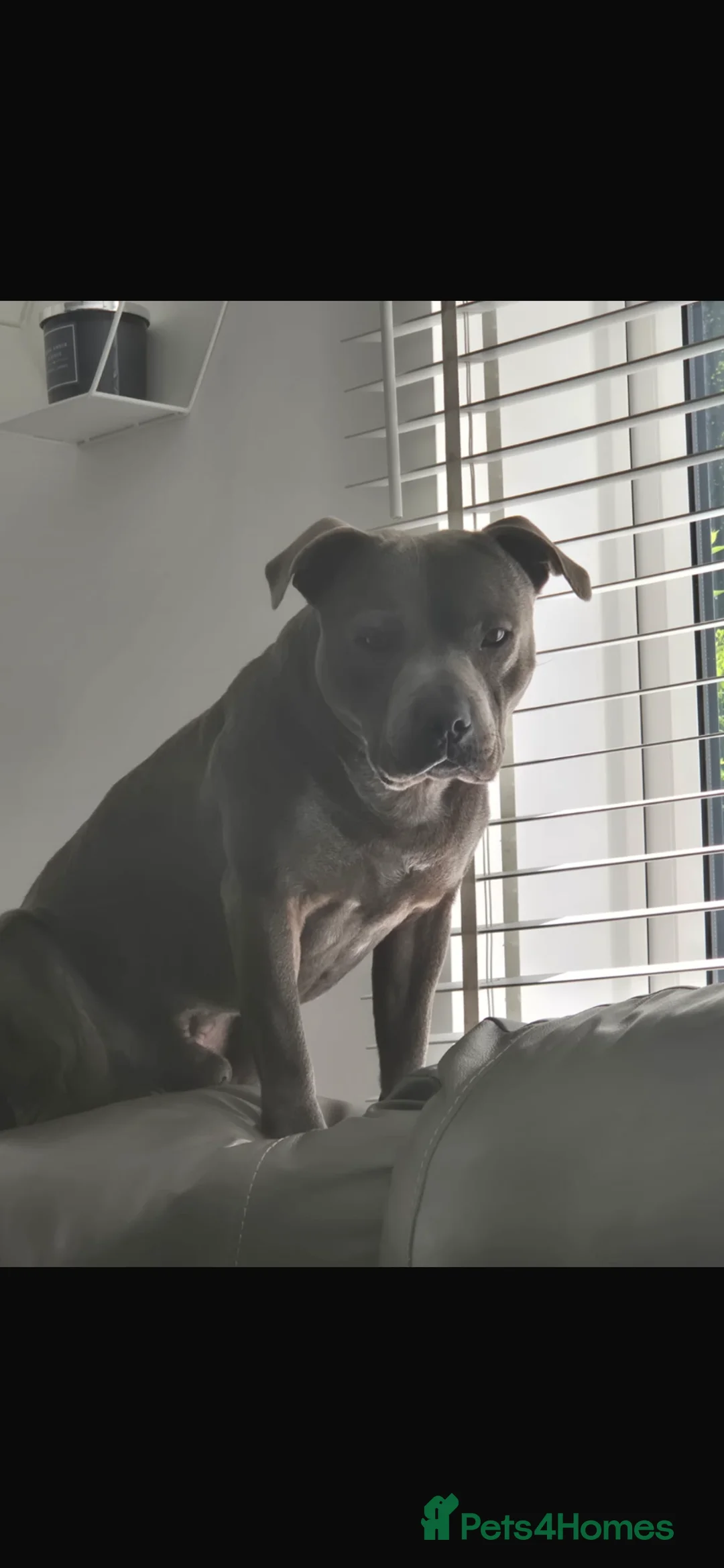 Staffordshire Bull Terrier dogs for sale: Paisley and Prince Charming  kc registered  - Advert 16