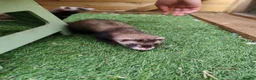 Ferret rodents for sale: Ferrets for sale in Birkenhead - Advert 6