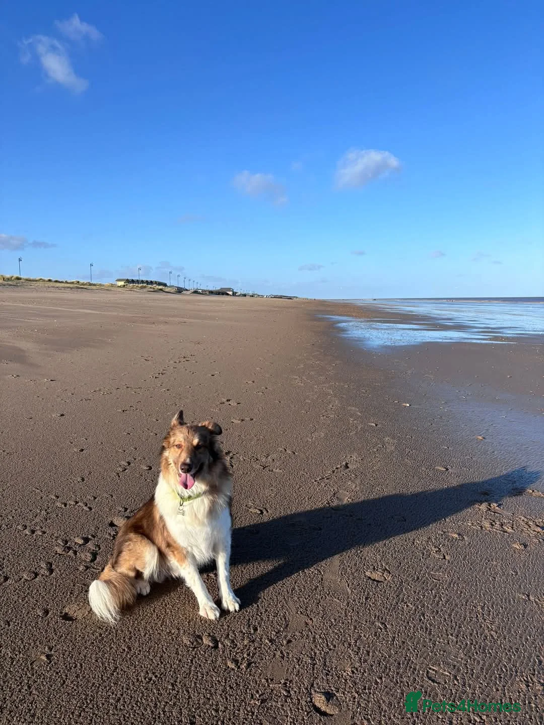 Mixed Breed dogs for adoption: Meet Teddy, currently residing in Lincolnshire  in Mablethorpe - Advert 3
