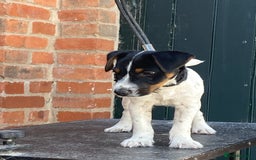 Jack Russell dogs for sale: Good quality Jack Russell dog pup - Image 2