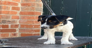 Jack Russell dogs - Advert 1