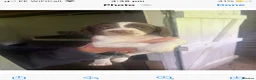 English Springer Spaniel dogs for sale: English Springer Spaniel pups for sale! - Advert 17