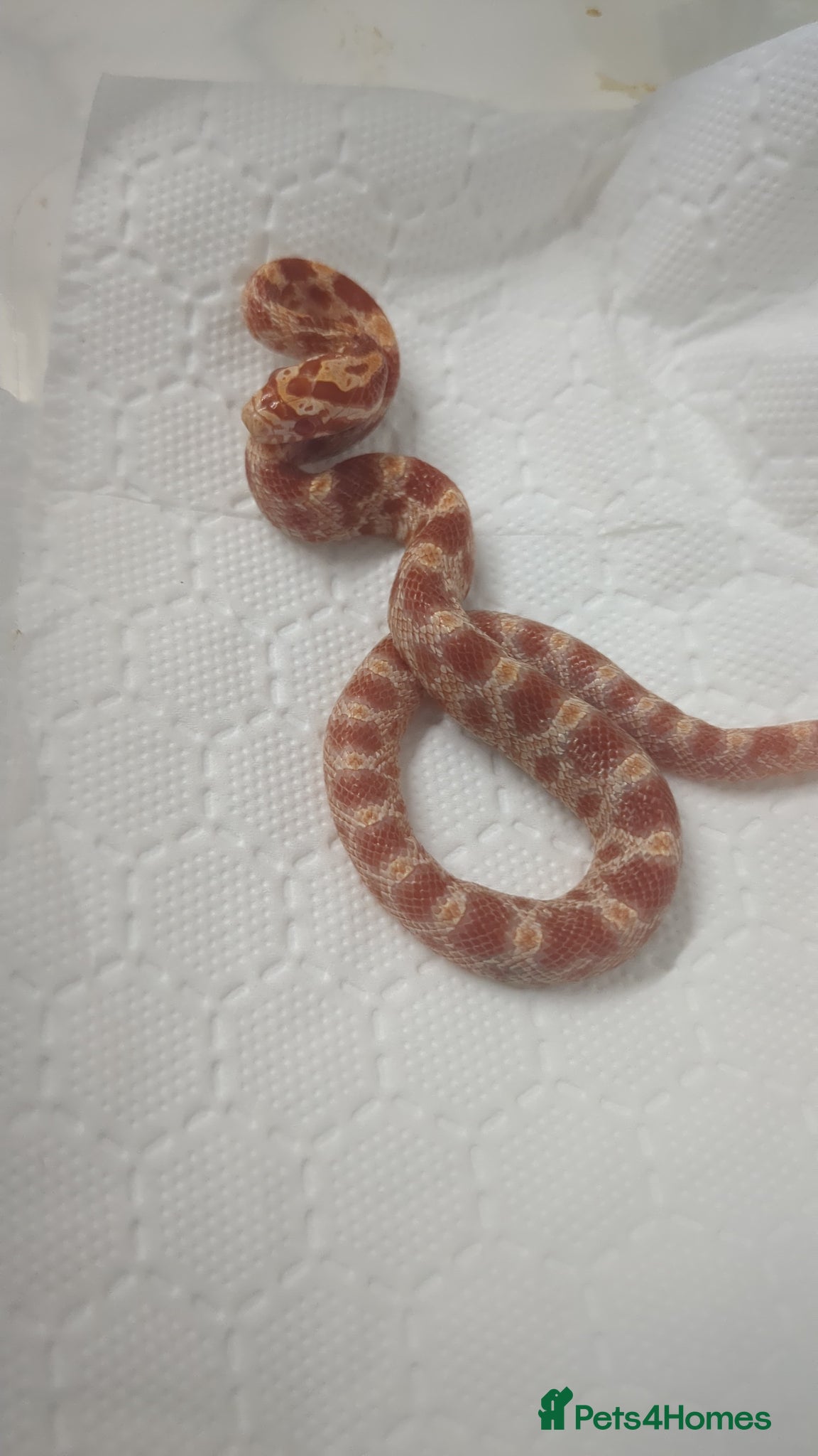 Corn Snake reptiles 1 Baby cornsnake - Advert 18