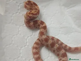 Corn Snake reptiles 1 Baby cornsnake - Advert 18