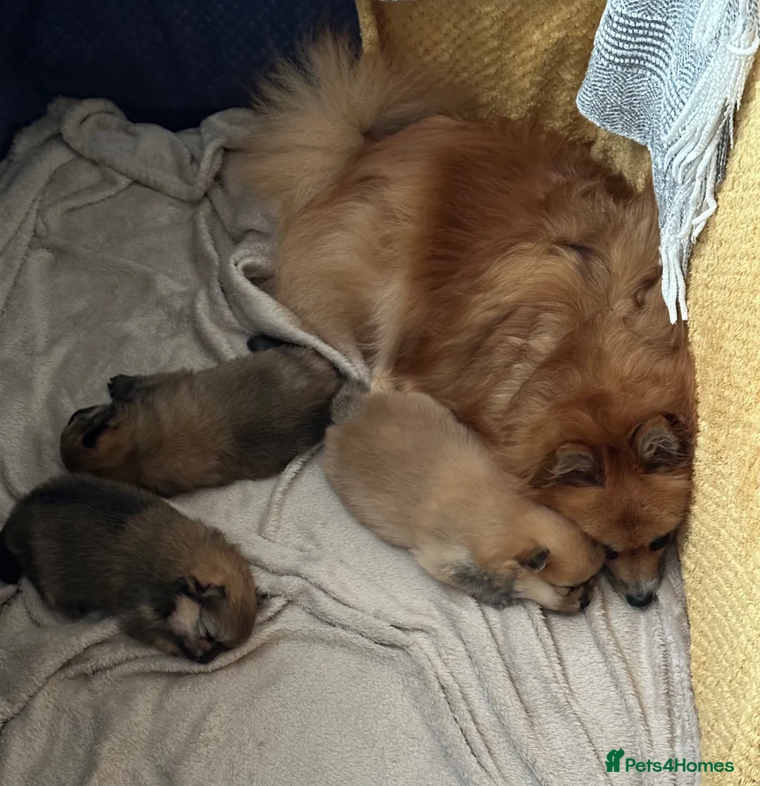 Pomeranian dogs for sale: Pomeranian puppies - available now - Advert 13