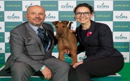 Irish Terrier dogs for sale: Beautiful Champion Lines KC Irish Terrier Puppies - Image 12