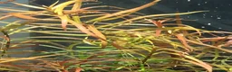 Catfish fish for sale: Aquarium fish, shrimp, and plants. WIDE selection - Advert 11