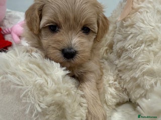 Maltipoo dogs 5 girls. fully DNA & health tested clear parents. - Advert 18