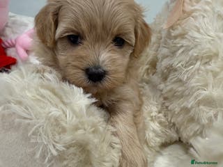 Maltipoo dogs 5 girls. fully DNA & health tested clear parents. - Advert 13