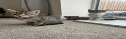 Mixed Breed cats for sale: 3 beautiful kittens in Great Yarmouth - Advert 4