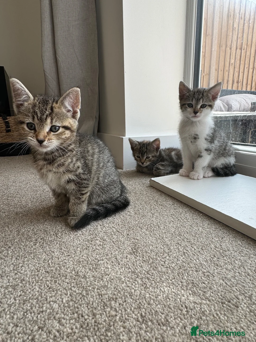 Mixed Breed cats for sale: 3 beautiful kittens in Great Yarmouth - Advert 4