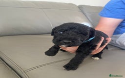 Bedlington Terrier dogs for sale: KC registered Bedlington terrier puppies - Image 11