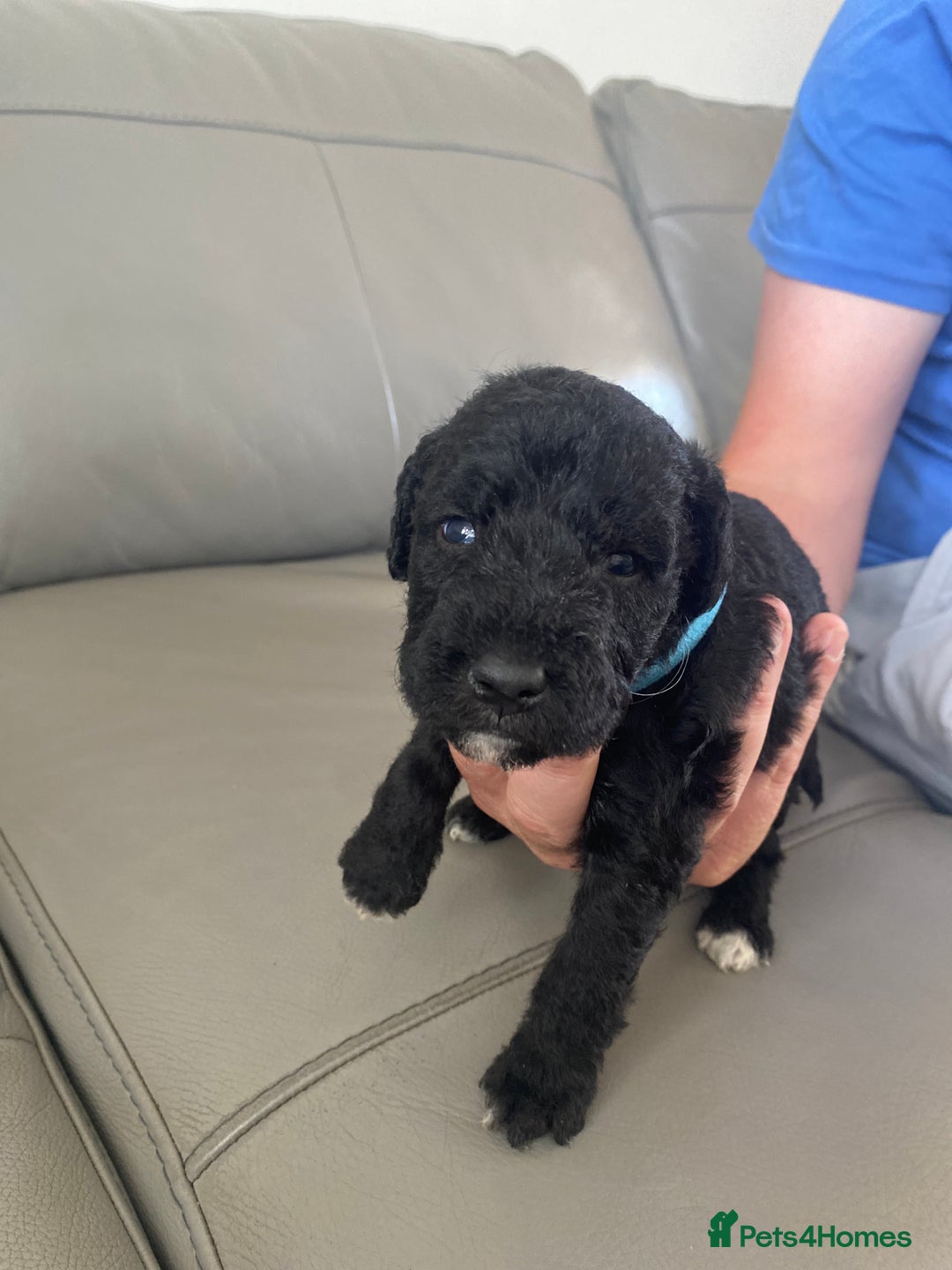 Bedlington Terrier dogs for sale: KC registered Bedlington terrier puppies - Image 11