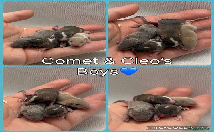 Mouse rodents - Advert 2