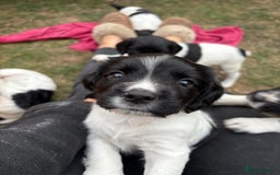 English Springer Spaniel dogs for sale: KC Reg English Springer Spaniel puppies - Image 2