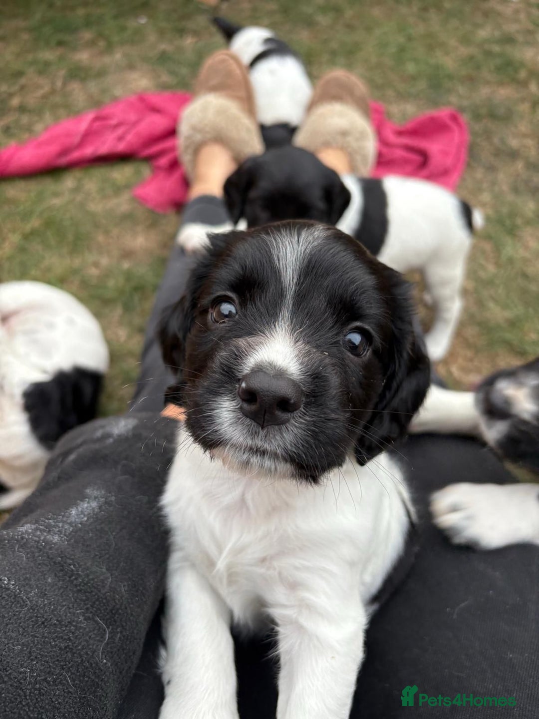 English Springer Spaniel dogs for sale: KC Reg English Springer Spaniel puppies - Image 2