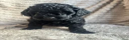 Cockapoo dogs for sale: Beautiful cockapoo boy - Advert 3