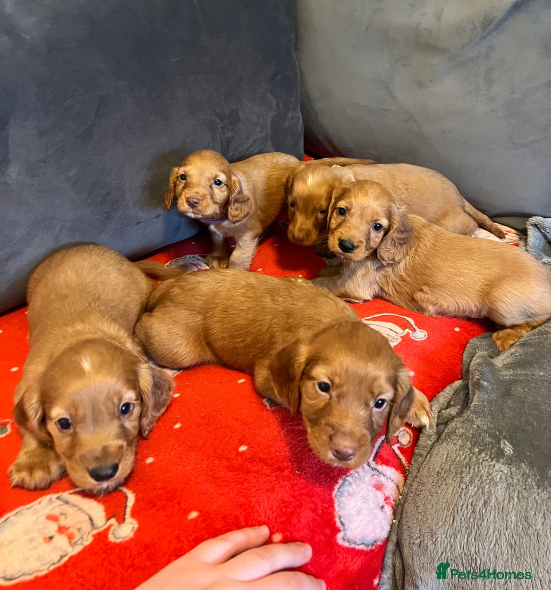 Cocker Spaniel dogs for stud: RED KC STUD DOG  in Bishop Auckland - Advert 11