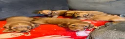 Cocker Spaniel dogs for stud: RED KC STUD DOG  - Advert 11