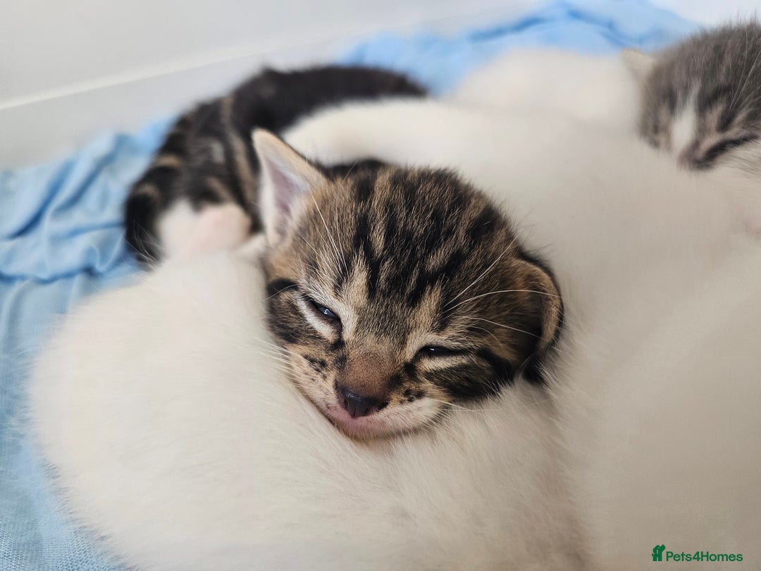 Mixed Breed cats for sale: Kittens Available to Reserve - Image 21