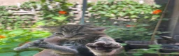 Mixed Breed cats for sale: Mixed breed Kittens - Advert 11