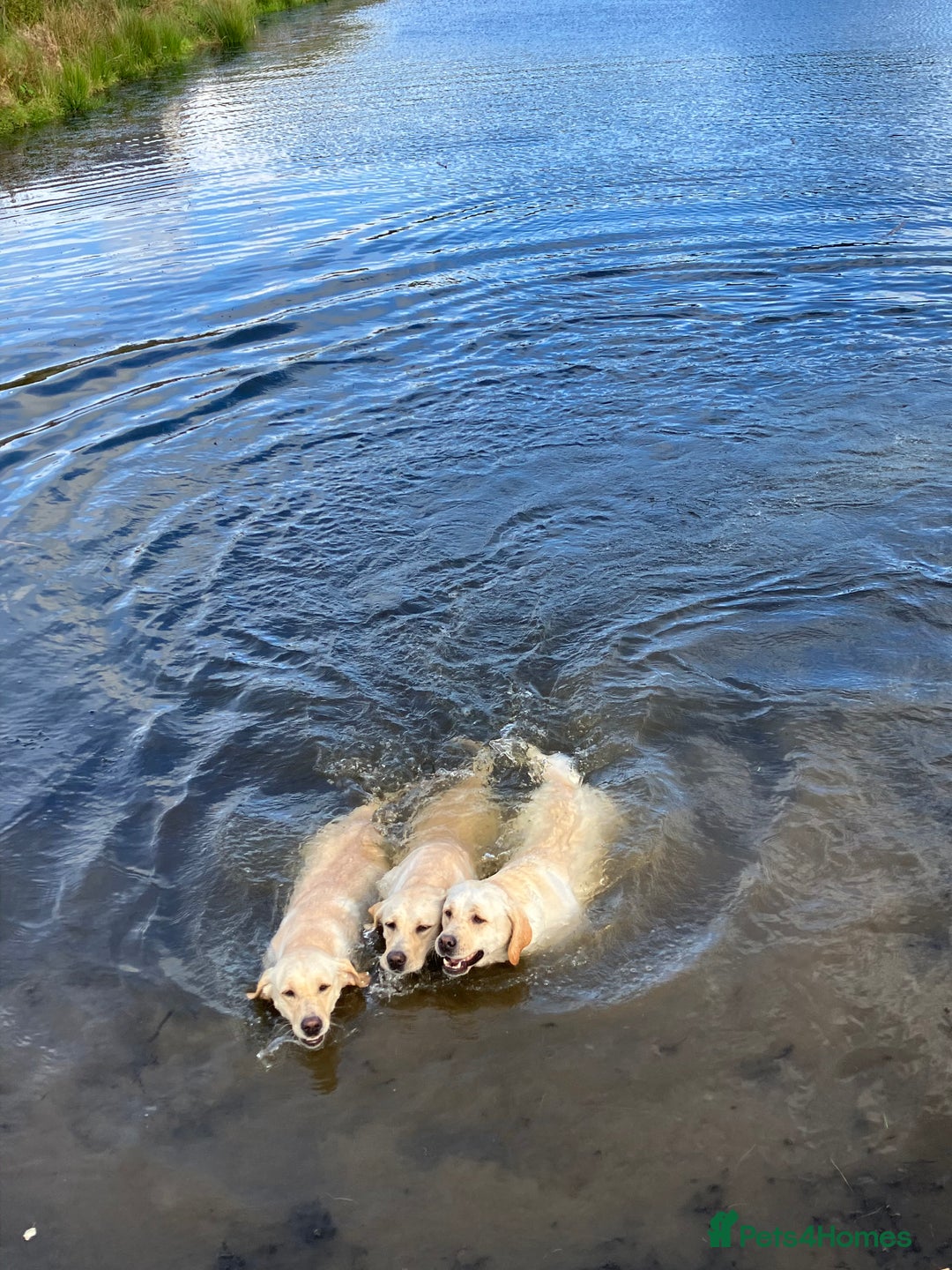 Labrador Retriever dogs for sale: Extensively health tested white chunky Labradors  - Image 7