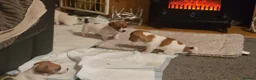 Jack Russell dogs for sale: Mini jack russel pups ready 13 june deposit secure - Advert 7