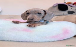 Miniature Dachshund dogs for sale: Miniature Dachshund 5 Star ⭐ Licensed Breeder - Image 18