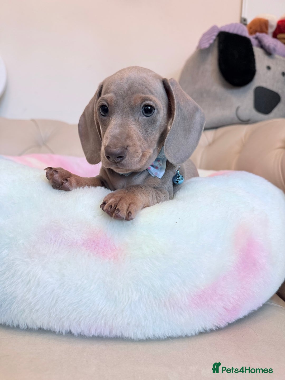 Miniature Dachshund dogs for sale: Miniature Dachshund 5 Star ⭐ Licensed Breeder - Image 18