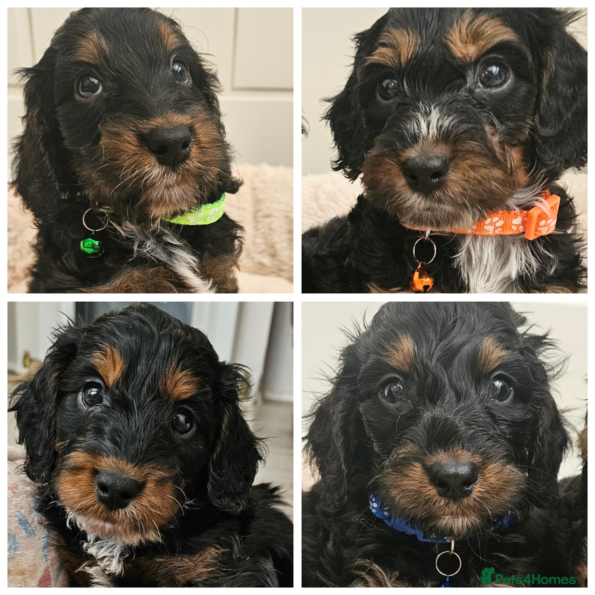 Cockapoo dogs Ready for new homes Saturday, licensed breeder!! - Advert 1
