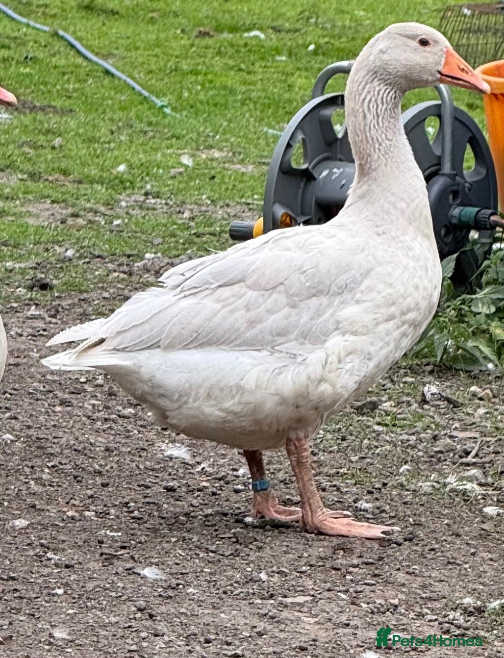 Geese poultry Franconian/Toulouse Ganders - PRICE PER BIRD!! - Advert 2
