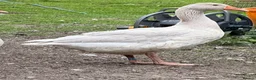 Geese poultry for sale: Franconian/Toulouse Ganders - PRICE PER BIRD!! - Advert 2