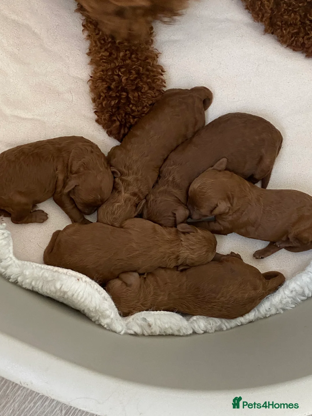 Toy Poodle dogs for stud: Toy poodle stud only 3kg in weight in Birmingham - Advert 4