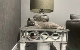 British Shorthair cats for sale: GCCF Health tested British Shorthaired kittens - Image 7