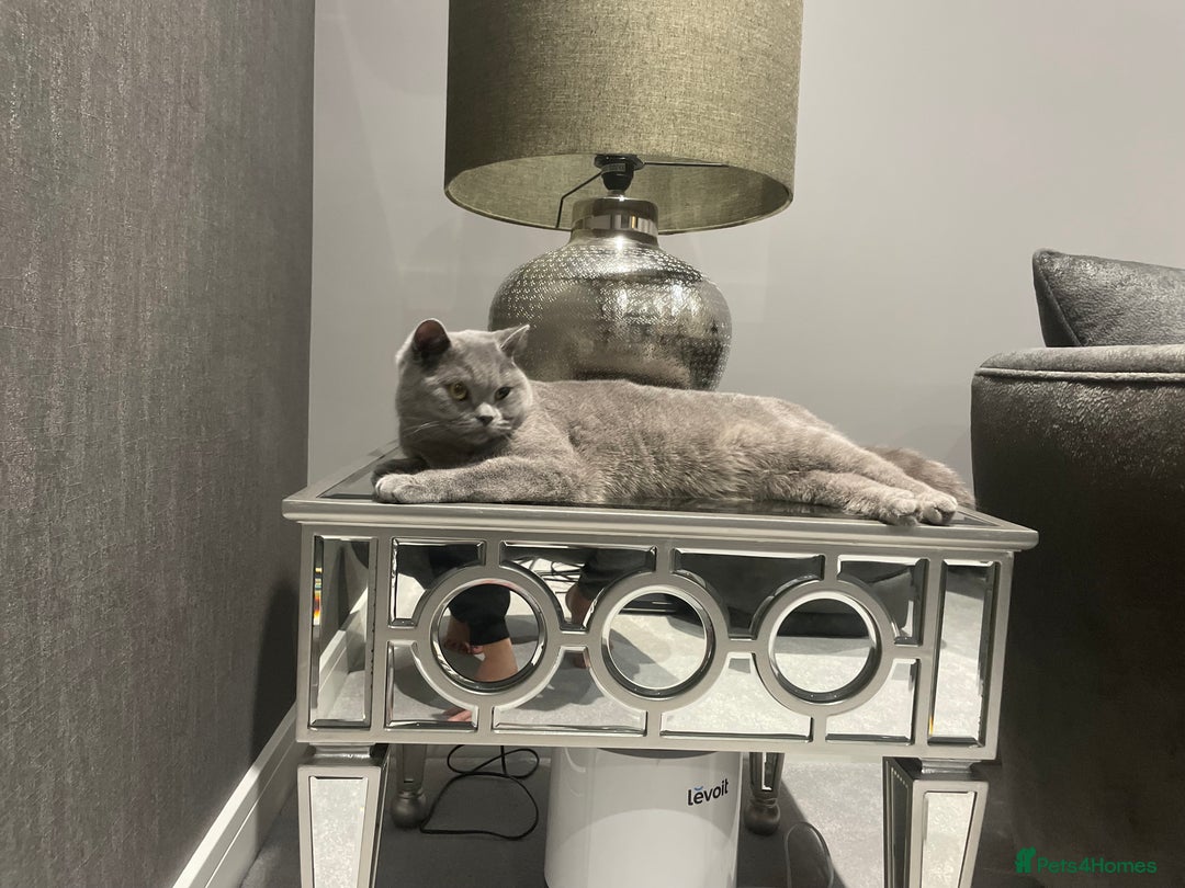 British Shorthair cats for sale: GCCF Health tested British Shorthaired kittens - Image 7