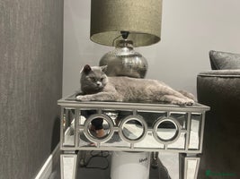 British Shorthair cats - Advert 11