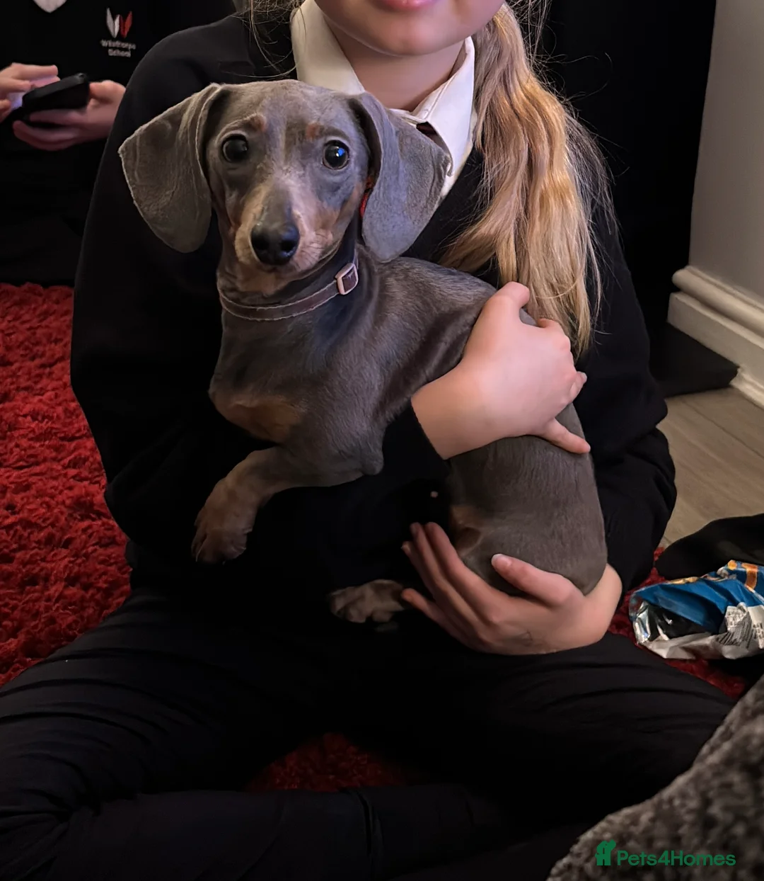 Miniature Dachshund dogs for sale: 2 year old Miniature Dachshund Girl - Advert 2