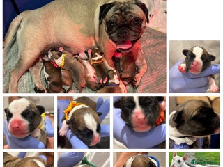 Mixed Breed dogs - Advert 1