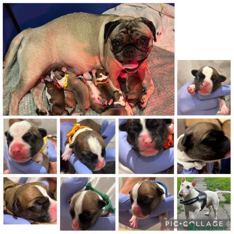 Mixed Breed dogs - Advert 1