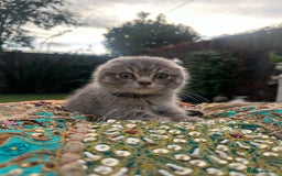 Scottish Fold cats for sale: Stunning Scottish Fold/Straight Kittens - Advert 7