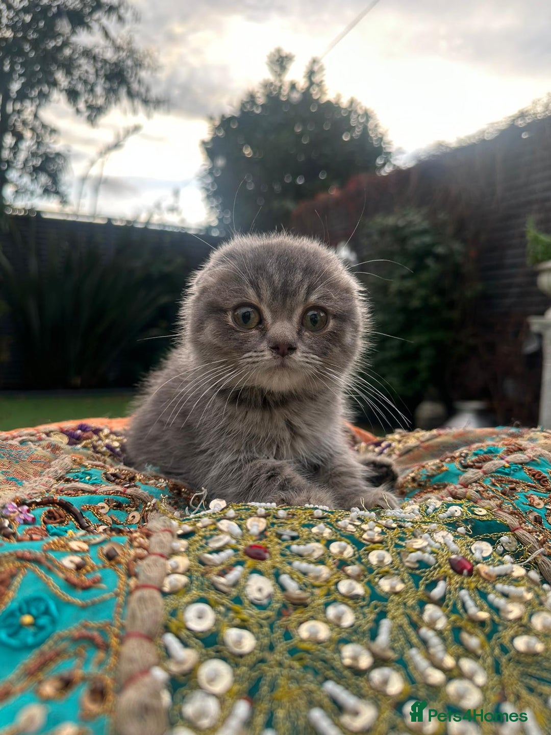 Scottish Fold cats for sale: Stunning Scottish Fold/Straight Kittens - Advert 7