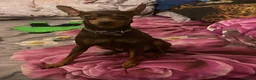 Miniature Pinscher dogs for sale: 🐾 Adorable Miniature Pinscher Girl 🐾 - Advert 14